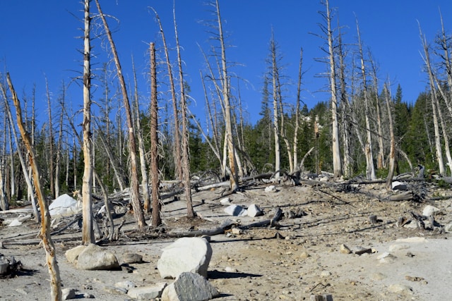 Environmental-Disasters